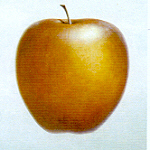 apple peel.jpg